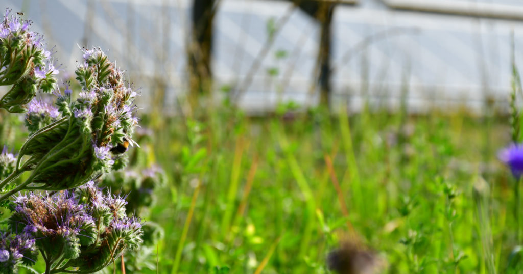 oasi-biodiversità-lago-solare